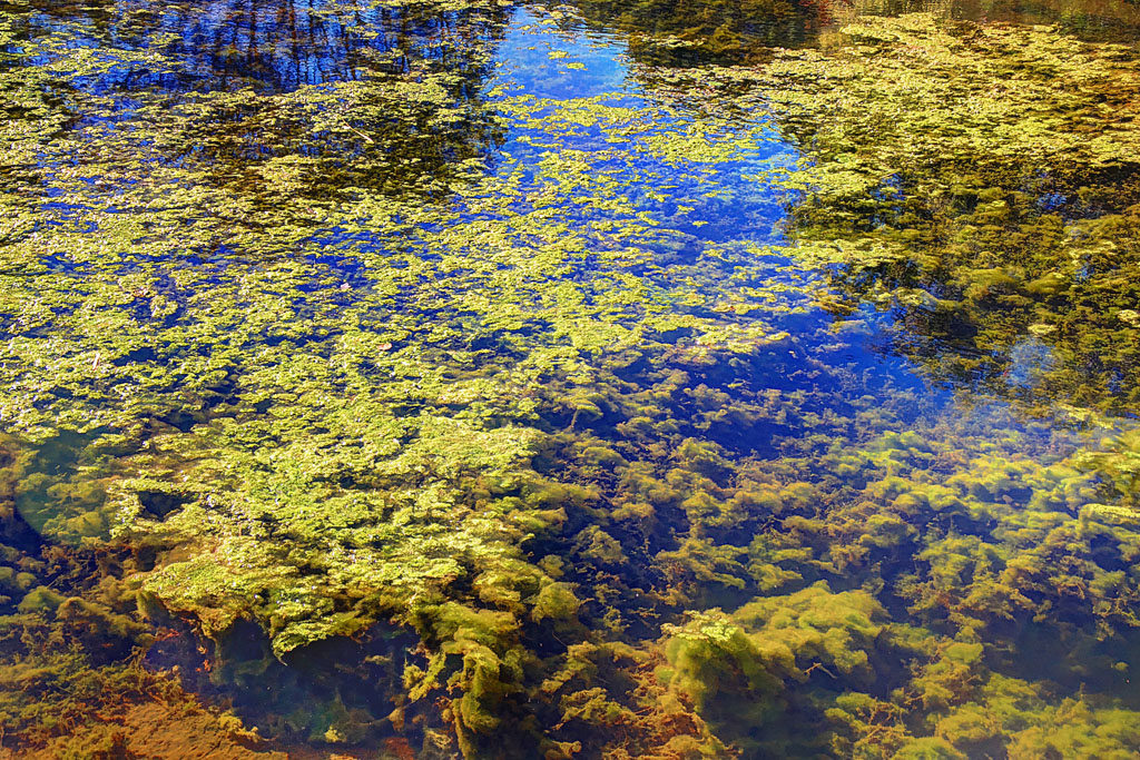 Pond Scum & Blue Sky Reflection, Dolph Fusco, Reflections, Nov 2015