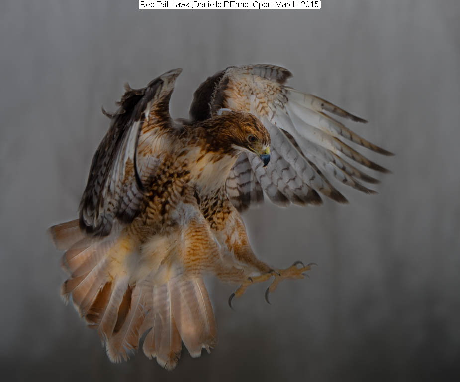 Red Tail Hawk, Danielle D’Ermo, Open, March 2015