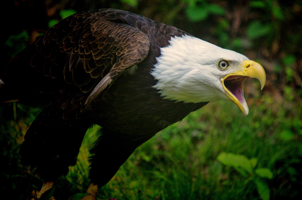 Screaming Eagle, Richard Busch, Nature, 10 15, PSAN