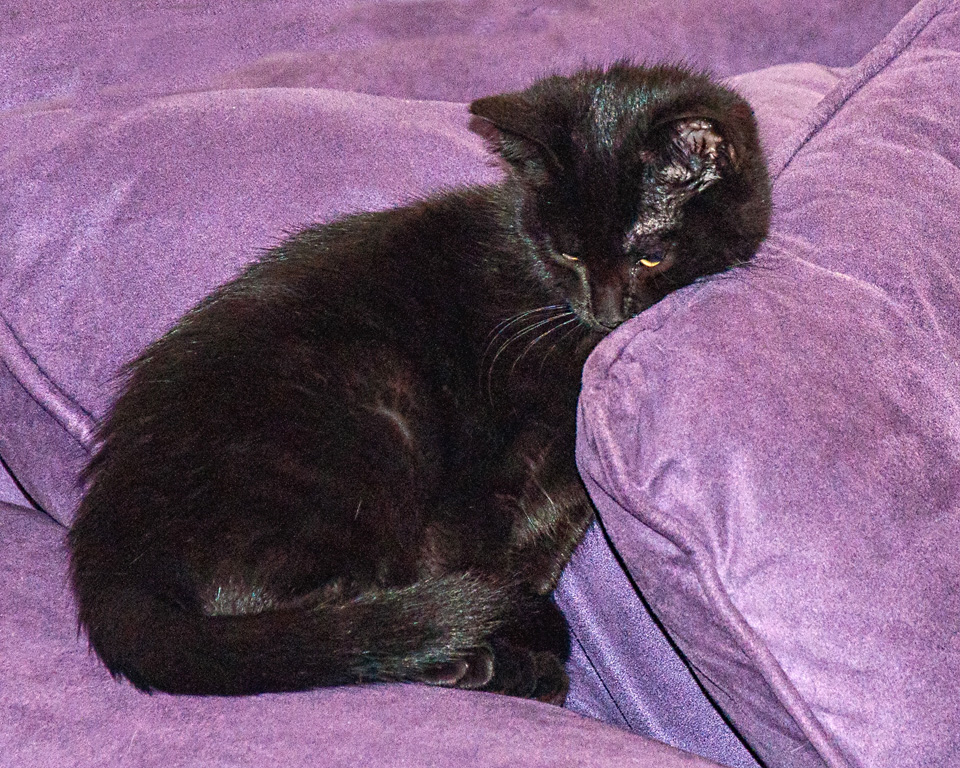 Sleepy Kitten, Dolph Fusco, Animals, Dec 2015 – 19
