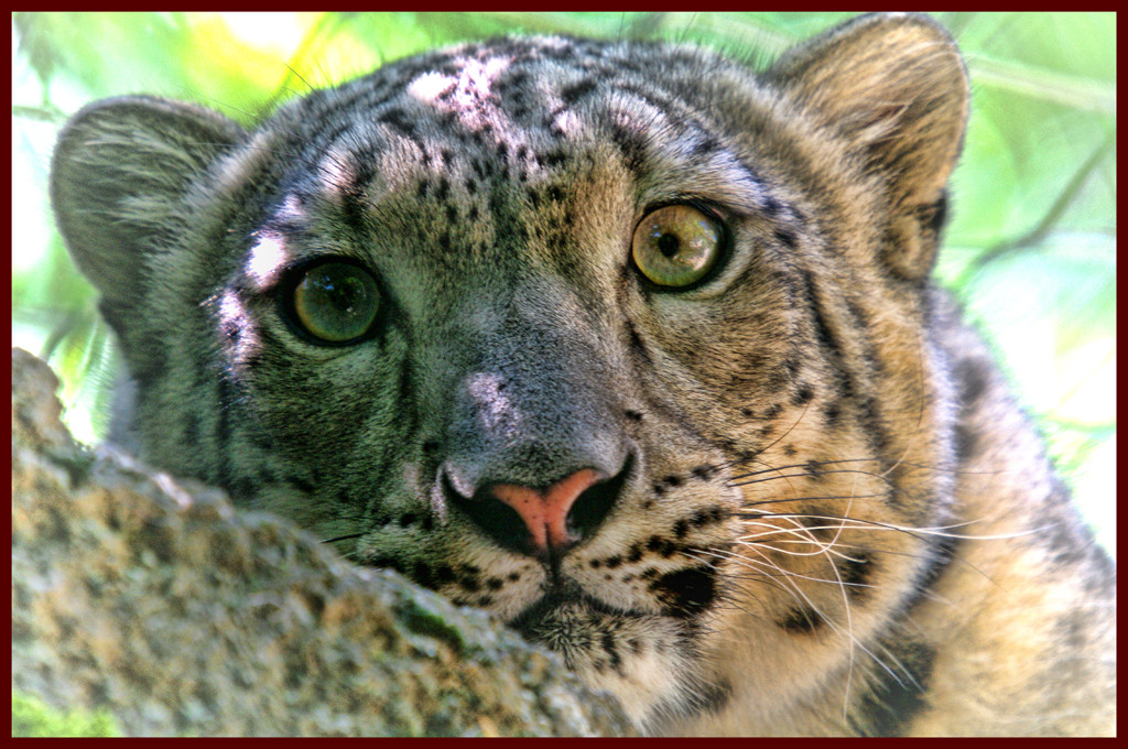 Snow Leopard, Richard Busch, Nature, 10 15, PSAN