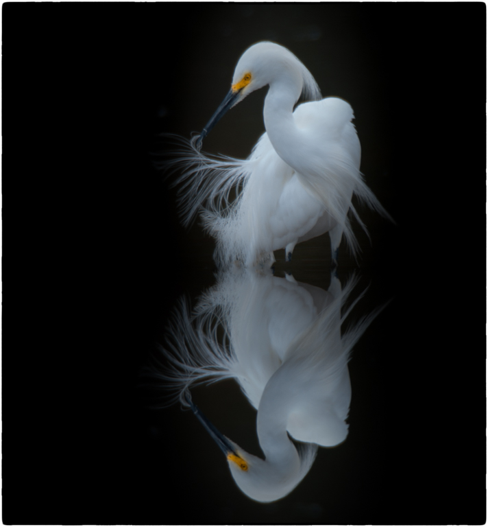 Snowy Egret Reflected, Danielle D’Ermo, Reflections, November 2015 – 29