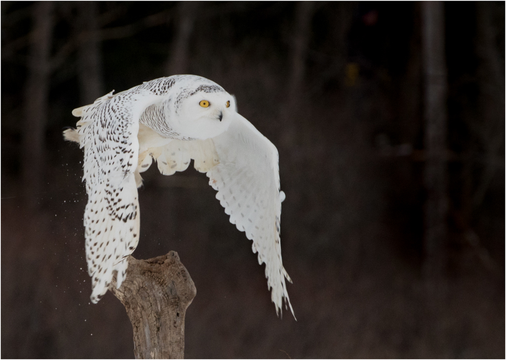 Snowy Owl in Flight, Danielle D’Ermo, Open, January 2016 – 24