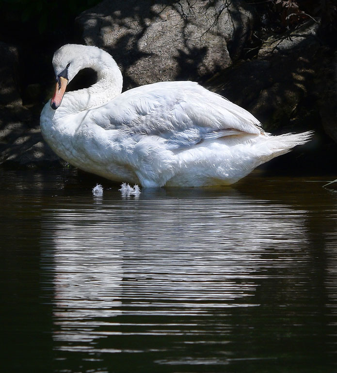 Swans Down Lake Mix, John-Straub, Nature, October 15 PSAN