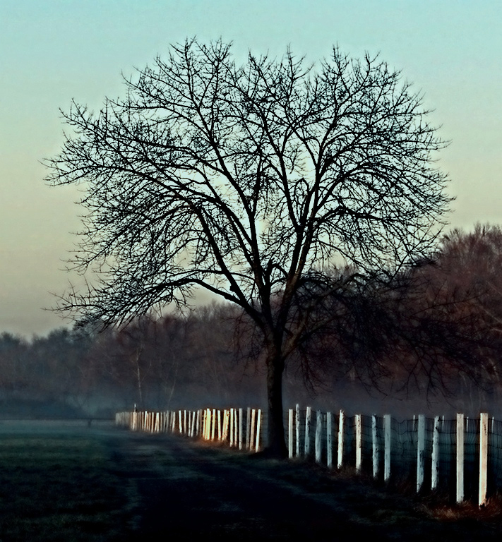 Tree and Fence, Bill Latournes, Creative, Dec 2015 – 23