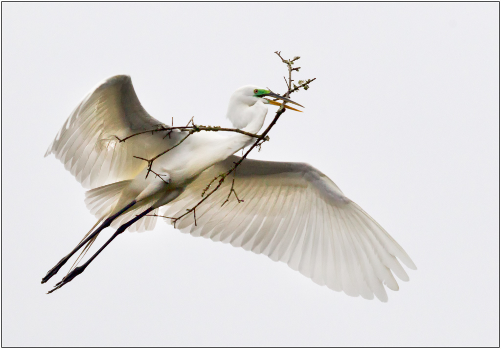 White Egret with Nesting Material -High Key, Danielle D’Ermo, Creative, November 2015 PSAN – 26