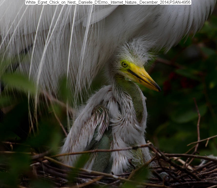 White_Egret Chick on Nest, Danielle D’Ermo, Internet Nature, December 2014, PSAN-4956
