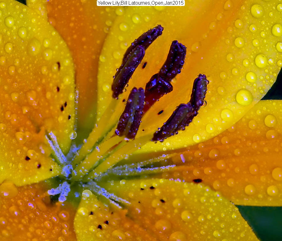 Yellow Lily, Bill Latournes, Open, Jan 2015